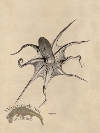 Octopus Tan 25